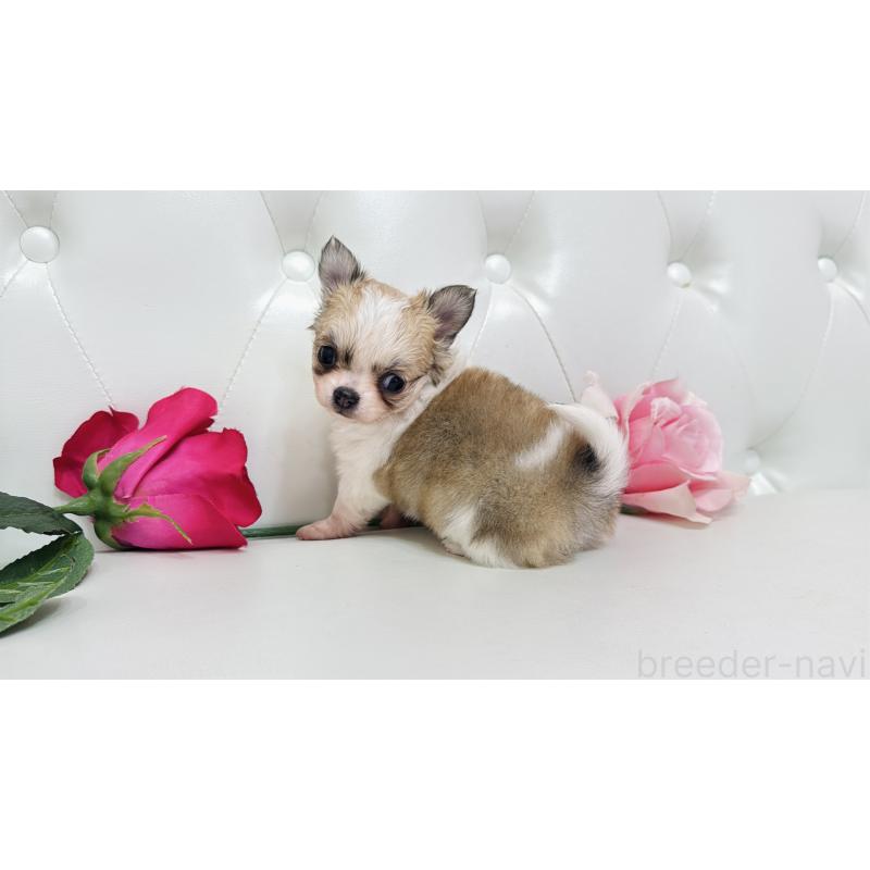 販売中の埼玉県のチワワ(ロングコート)-433843の6枚目