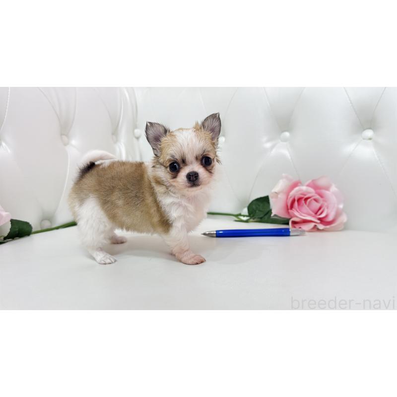 販売中の埼玉県のチワワ(ロングコート)-433843の5枚目