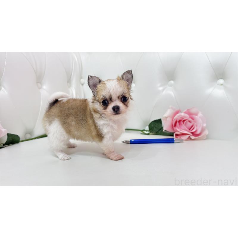 販売中の埼玉県のチワワ(ロングコート)-433843の4枚目