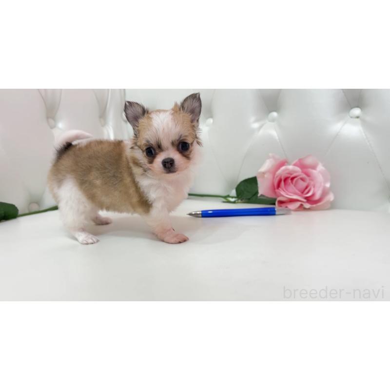 販売中の埼玉県のチワワ(ロングコート)-433843の3枚目