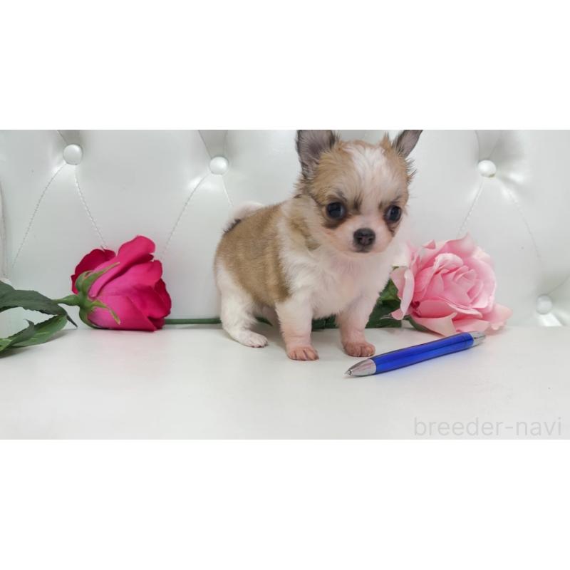 販売中の埼玉県のチワワ(ロングコート)-433843の2枚目