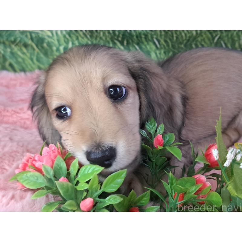 成約済の愛知県のミニチュアダックスフンド(ロングヘアード)-423202の15枚目