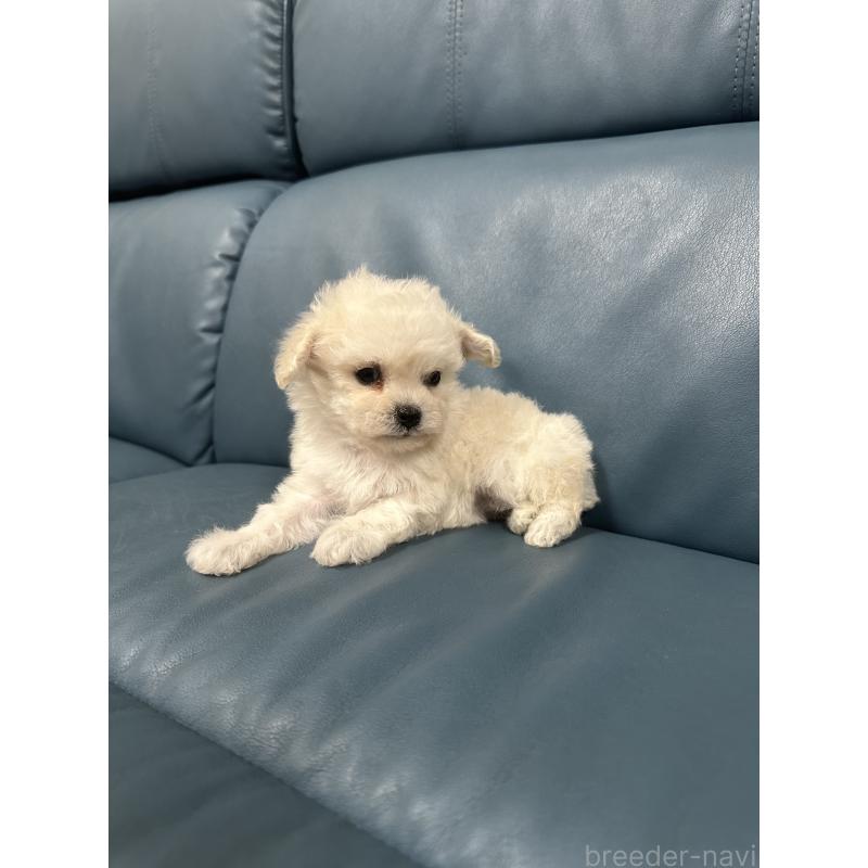 販売中の滋賀県のトイプードル-433844の3枚目