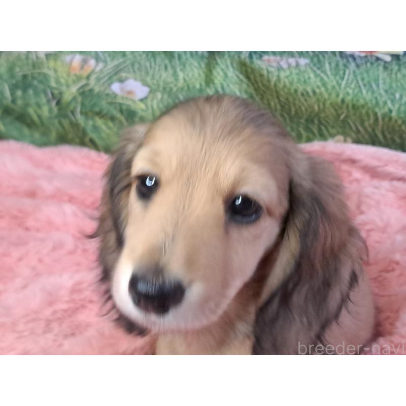 成約済の愛知県のミニチュアダックスフンド(ロングヘアード)-423202の14枚目