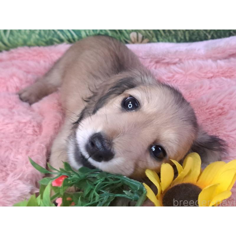 販売中の愛知県のミニチュアダックスフンド(ロングヘアード)-423202