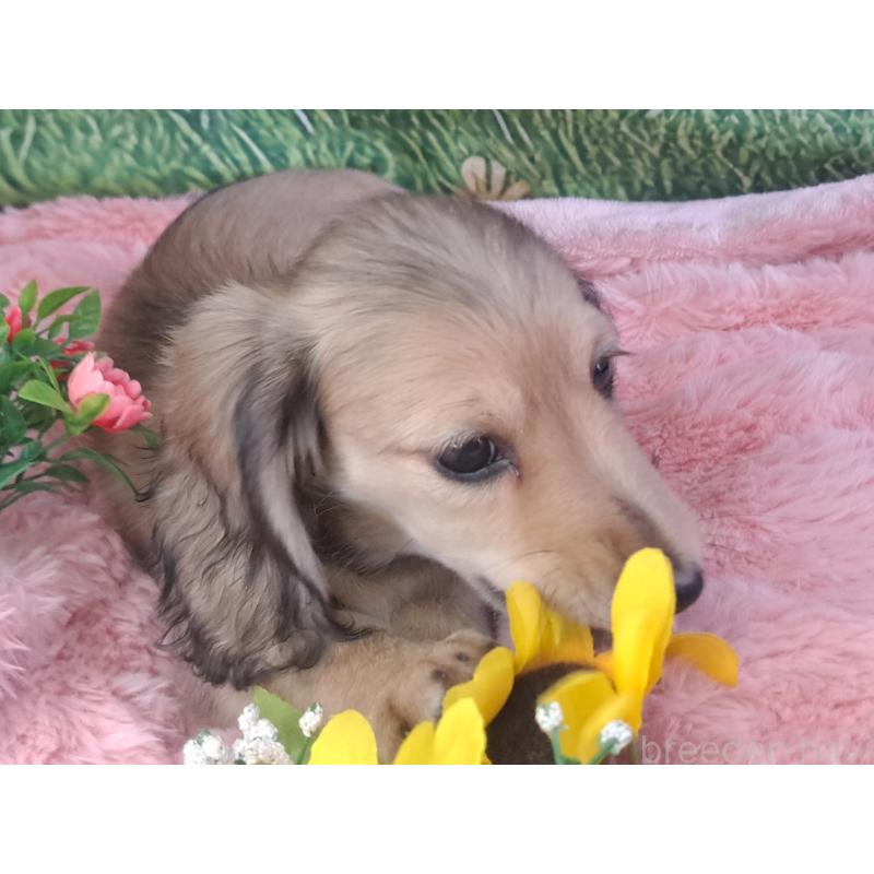 成約済の愛知県のミニチュアダックスフンド(ロングヘアード)-423202の12枚目