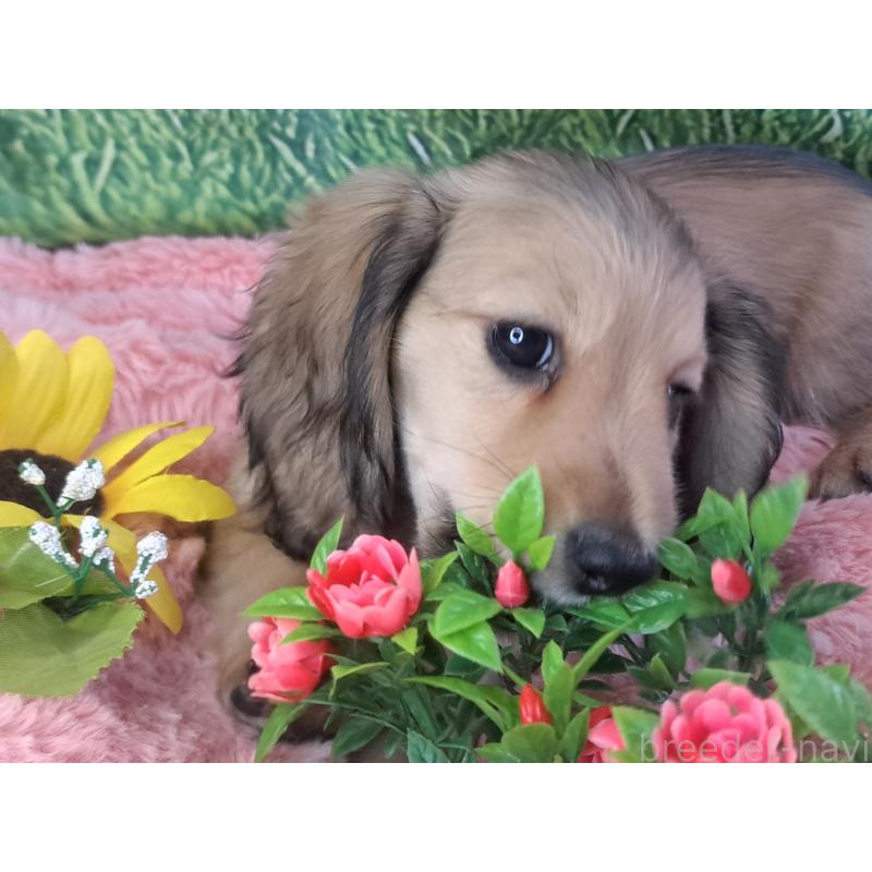 成約済の愛知県のミニチュアダックスフンド(ロングヘアード)-423202の11枚目