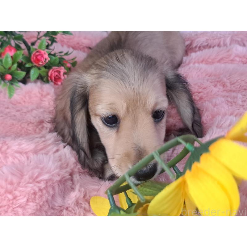 成約済の愛知県のミニチュアダックスフンド(ロングヘアード)-423202の10枚目