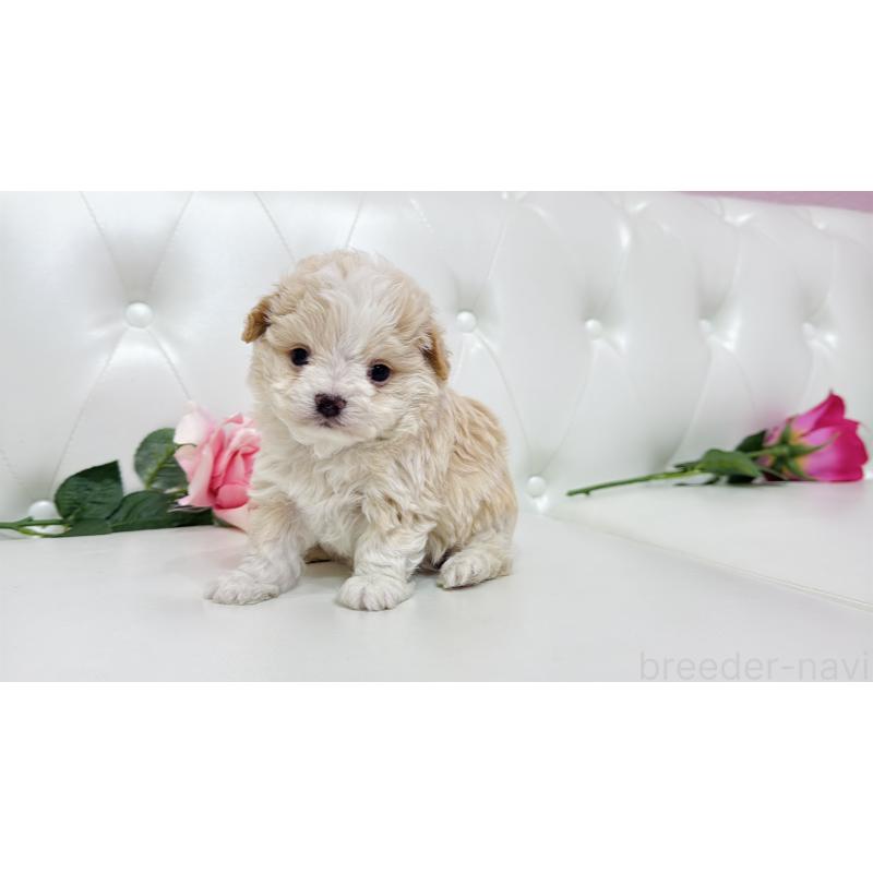 販売中の埼玉県のミックス犬-433847