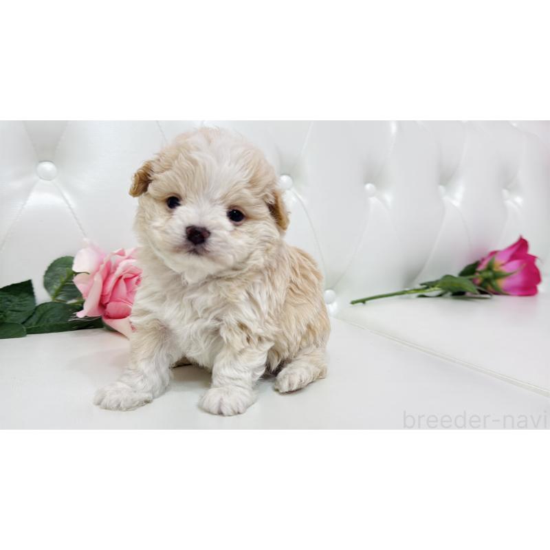 販売中の埼玉県のミックス犬-433847の10枚目