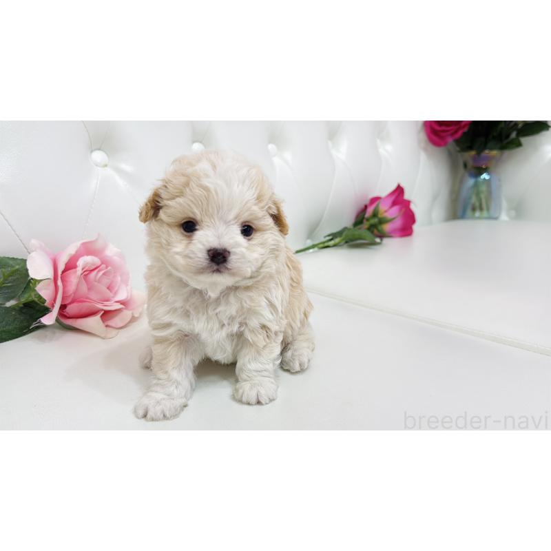 販売中の埼玉県のミックス犬-433847の8枚目