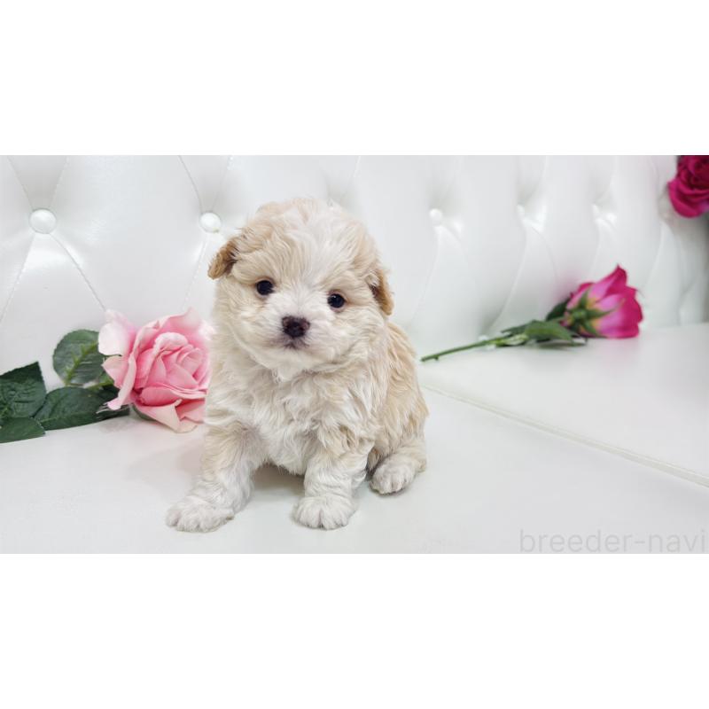 販売中の埼玉県のミックス犬-433847の7枚目