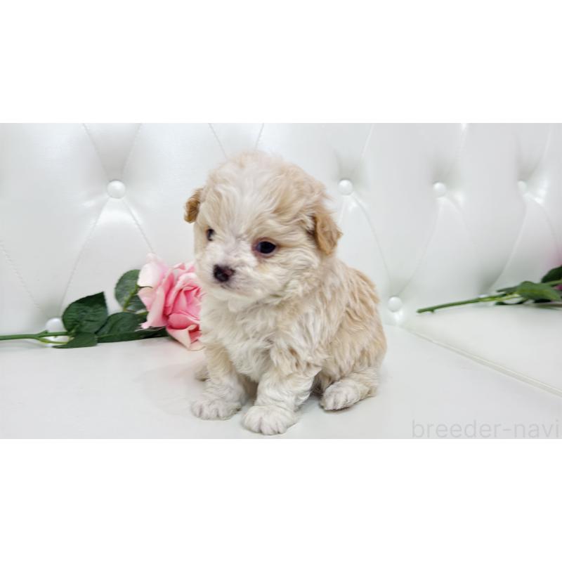 販売中の埼玉県のミックス犬-433847の5枚目