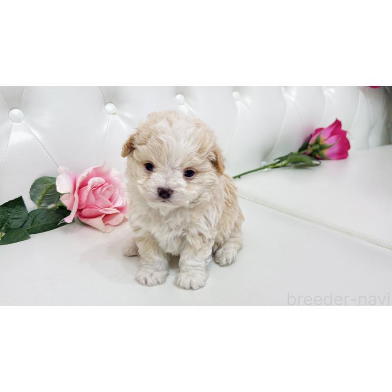 販売中の埼玉県のミックス犬-433847の4枚目