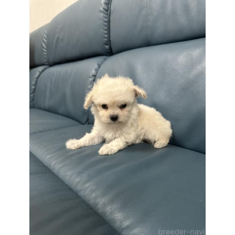 販売中の滋賀県のトイプードル-433844の2枚目