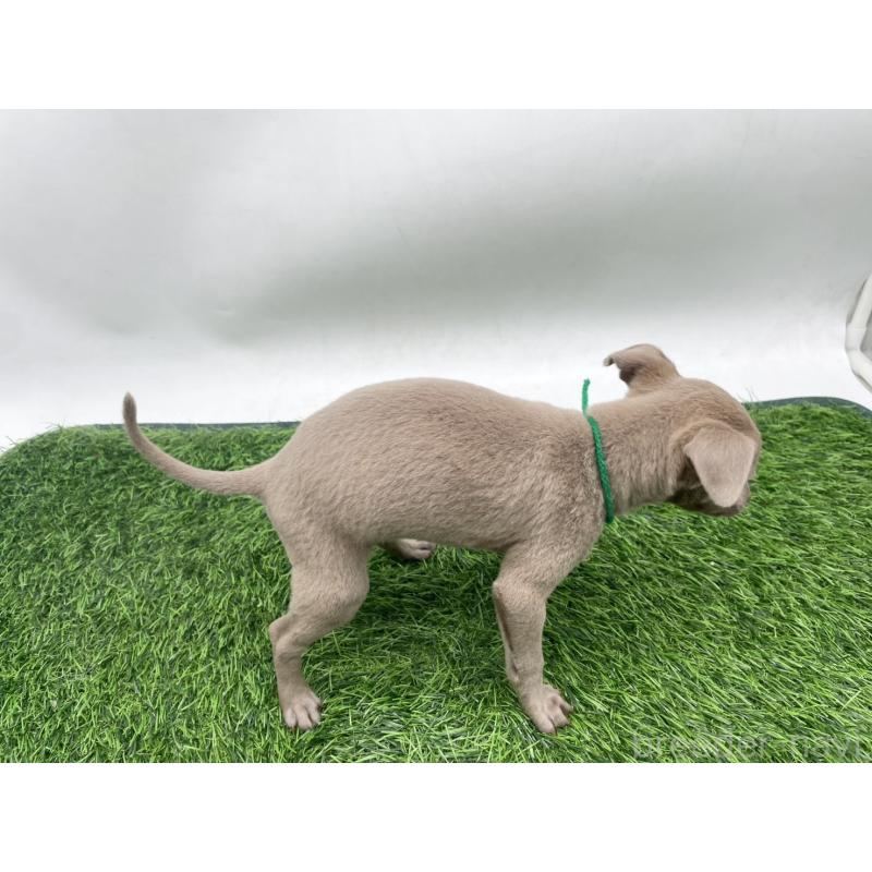 販売中の愛知県のイタリアングレーハウンド(イタグレ)-433846の3枚目