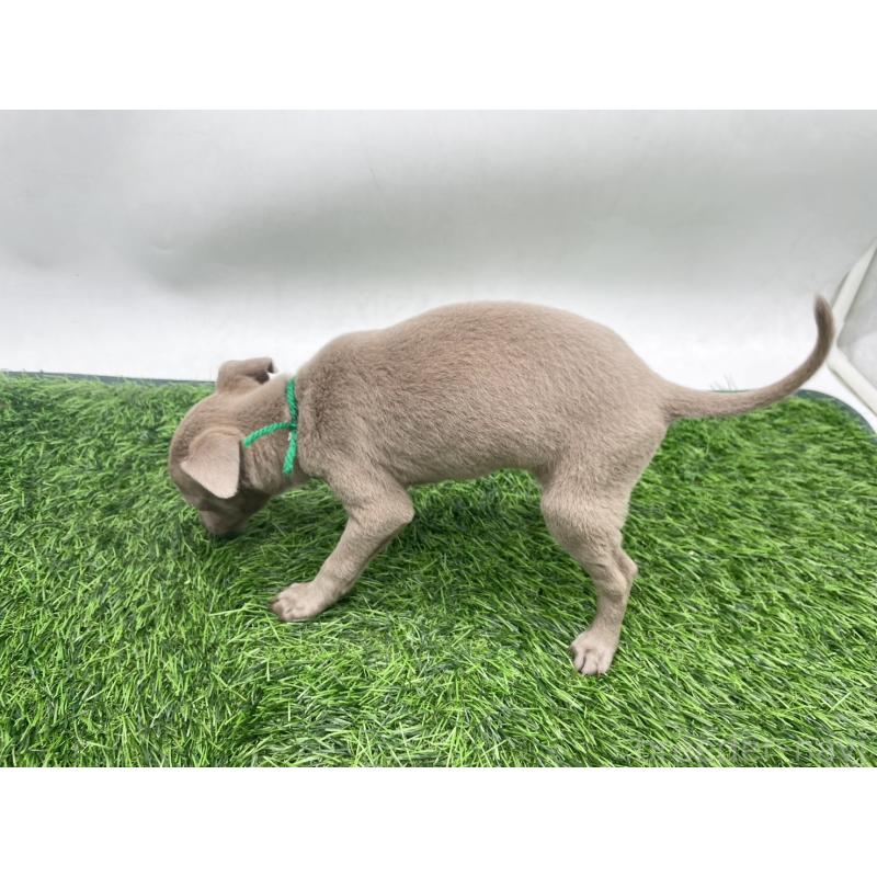 販売中の愛知県のイタリアングレーハウンド(イタグレ)-433846の2枚目