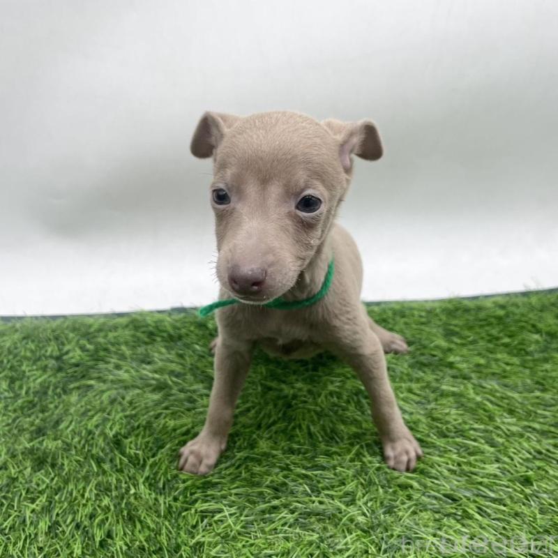 販売中の愛知県のイタリアングレーハウンド(イタグレ)-433846の1枚目