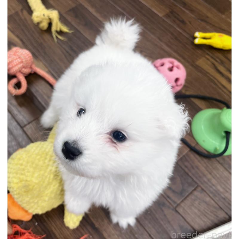 販売中の東京都のサモエド-433848の9枚目