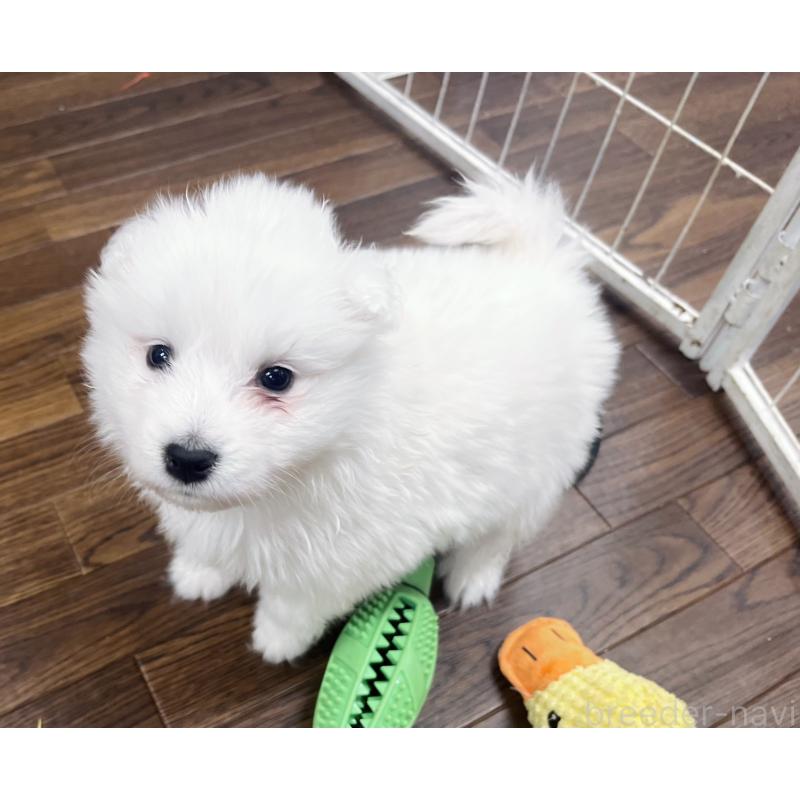 販売中の東京都のサモエド-433848の8枚目