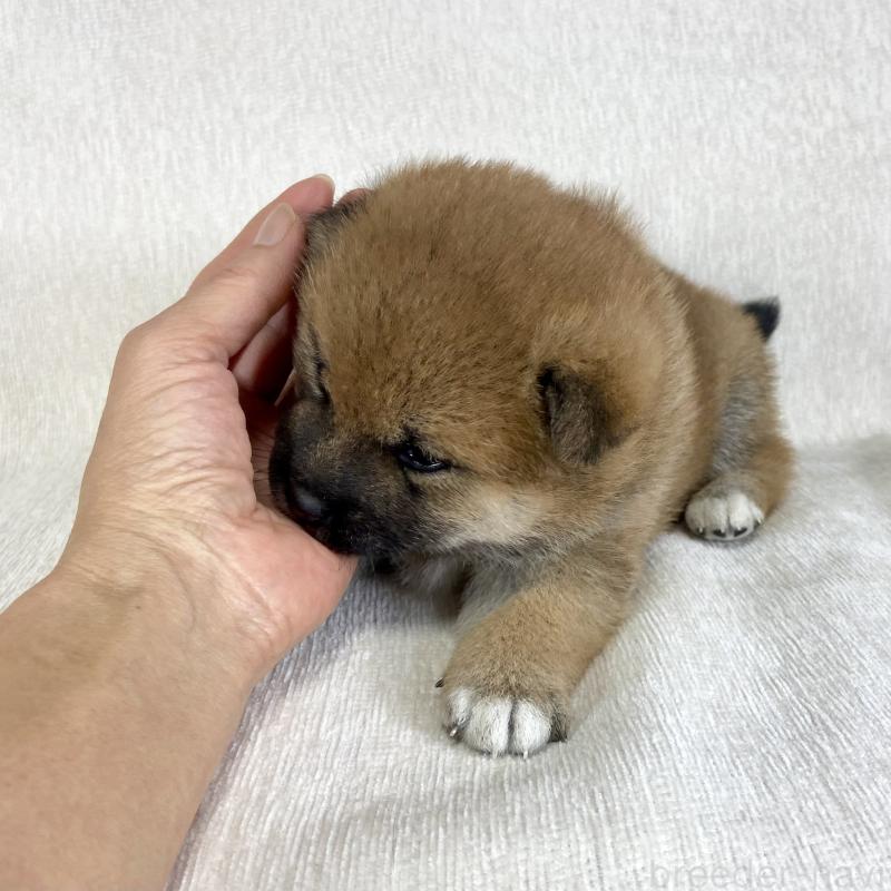 販売中の茨城県の柴犬-433851の15枚目