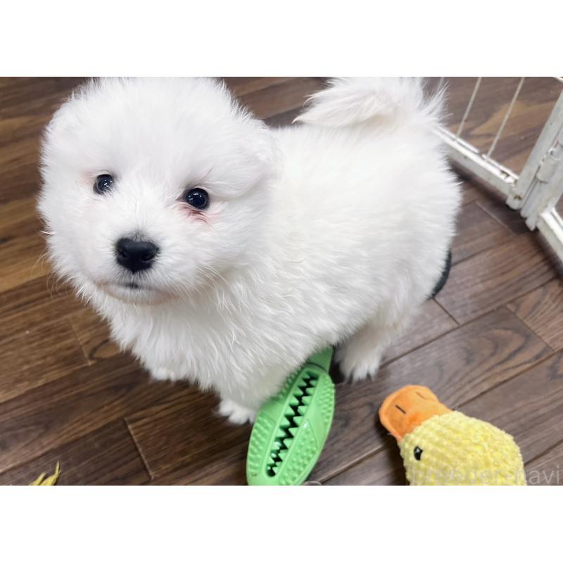 販売中の東京都のサモエド-433848の7枚目