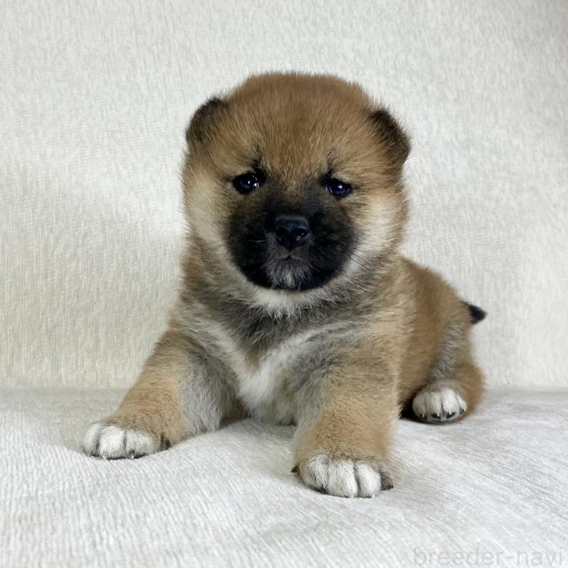 販売中の茨城県の柴犬-433851の14枚目