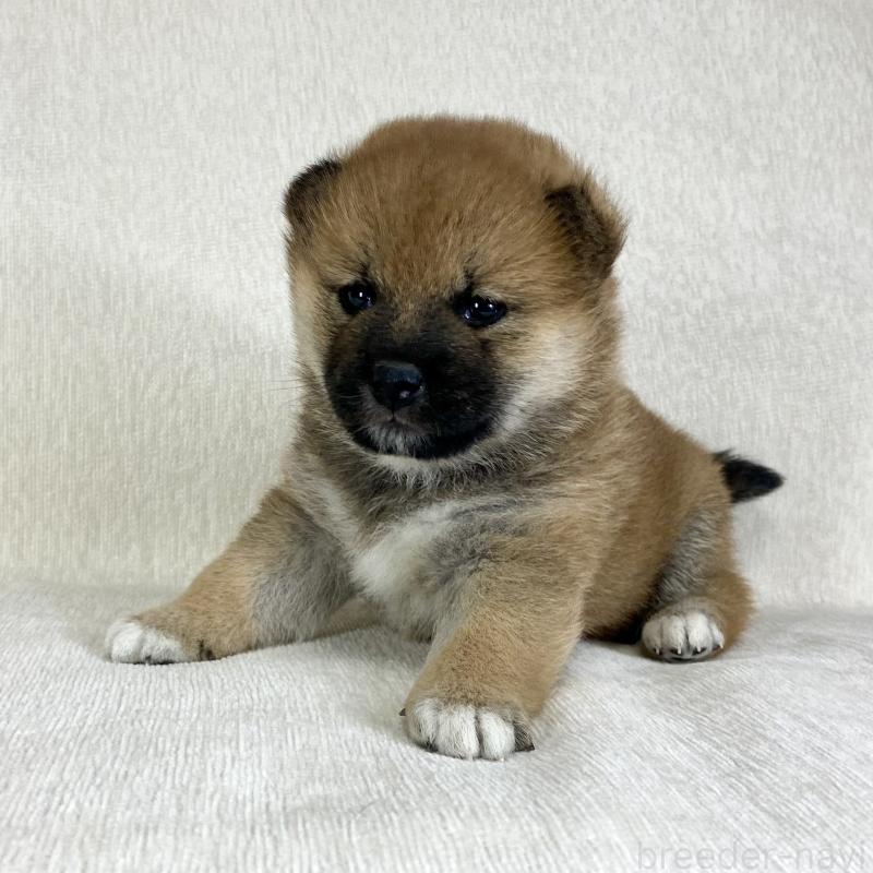 販売中の茨城県の柴犬-433851の13枚目