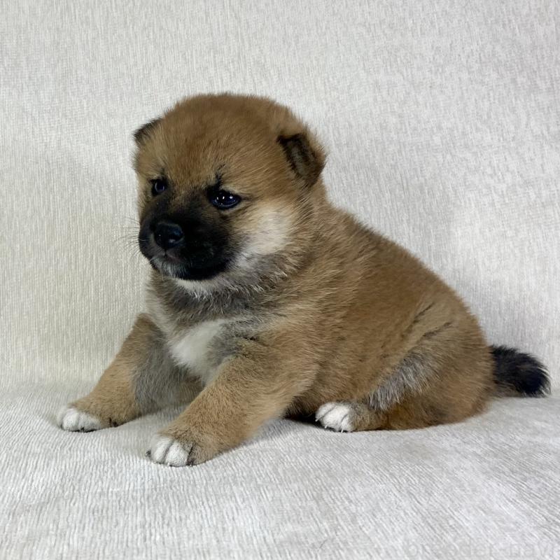 販売中の茨城県の柴犬-433851の12枚目