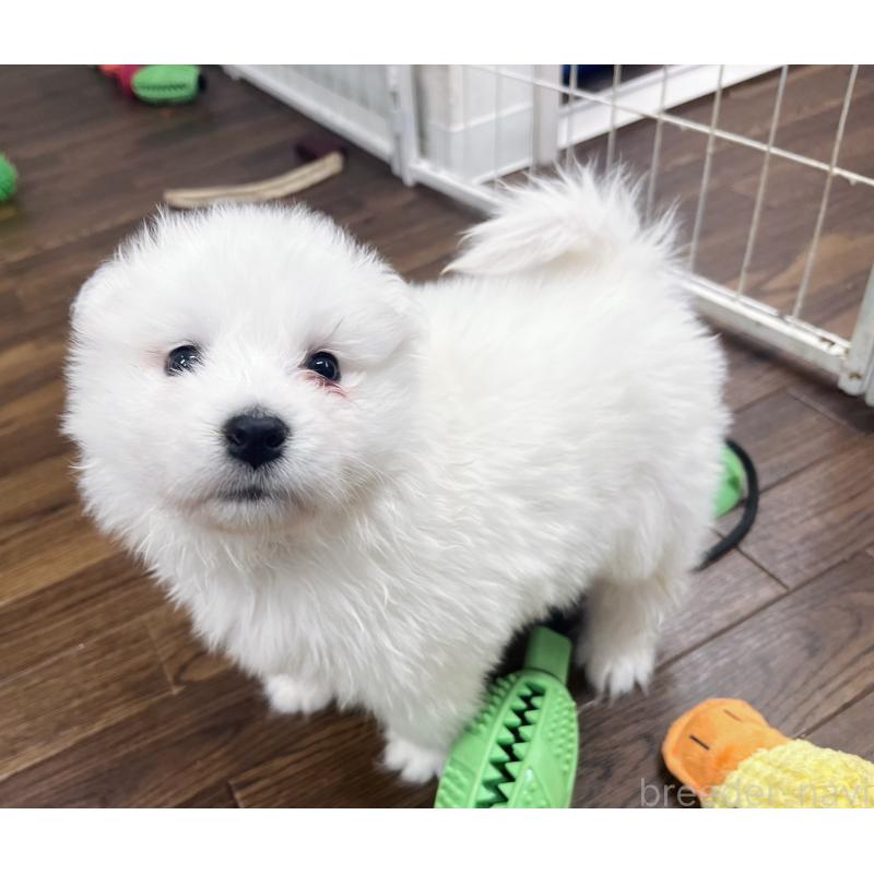 販売中の東京都のサモエド-433848の6枚目