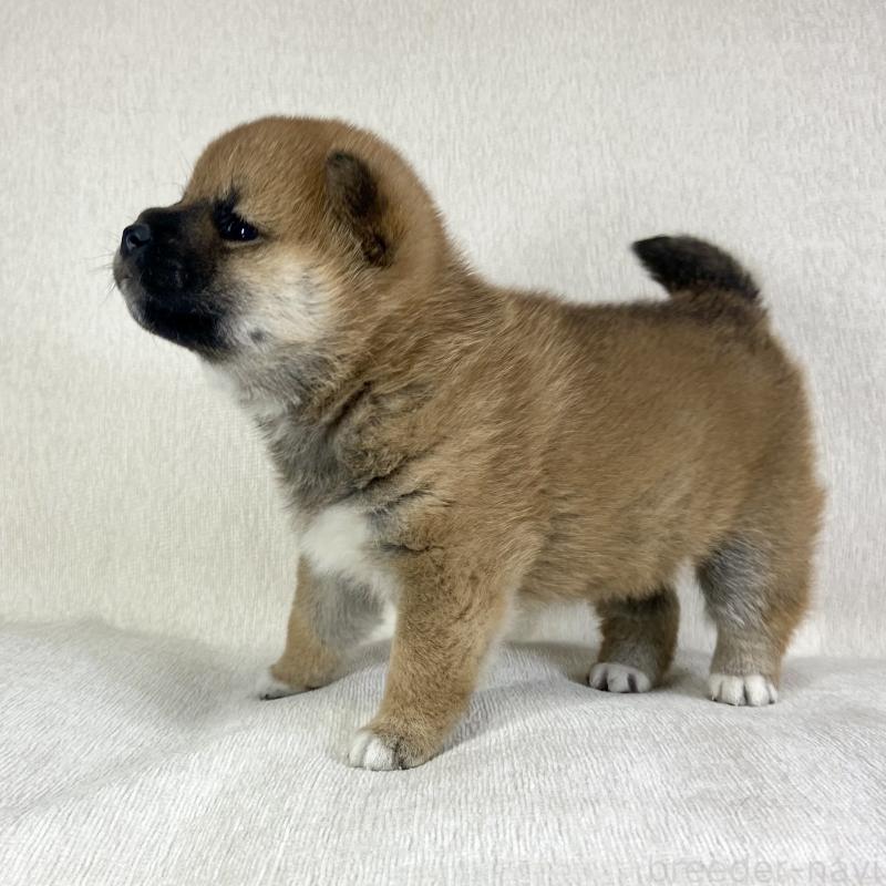 販売中の茨城県の柴犬-433851の10枚目