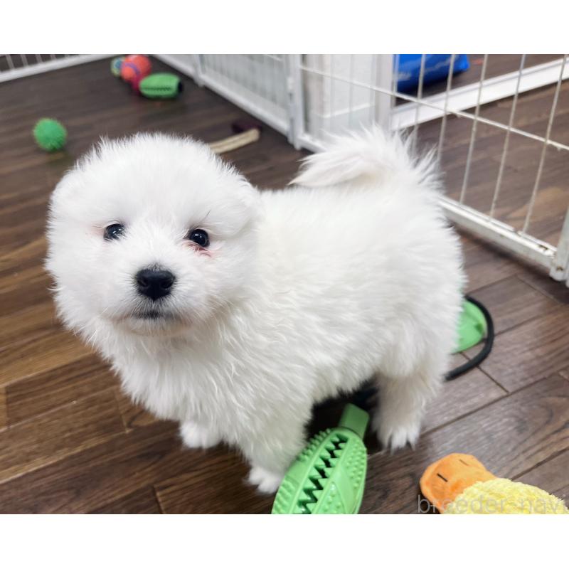 販売中の東京都のサモエド-433848の5枚目