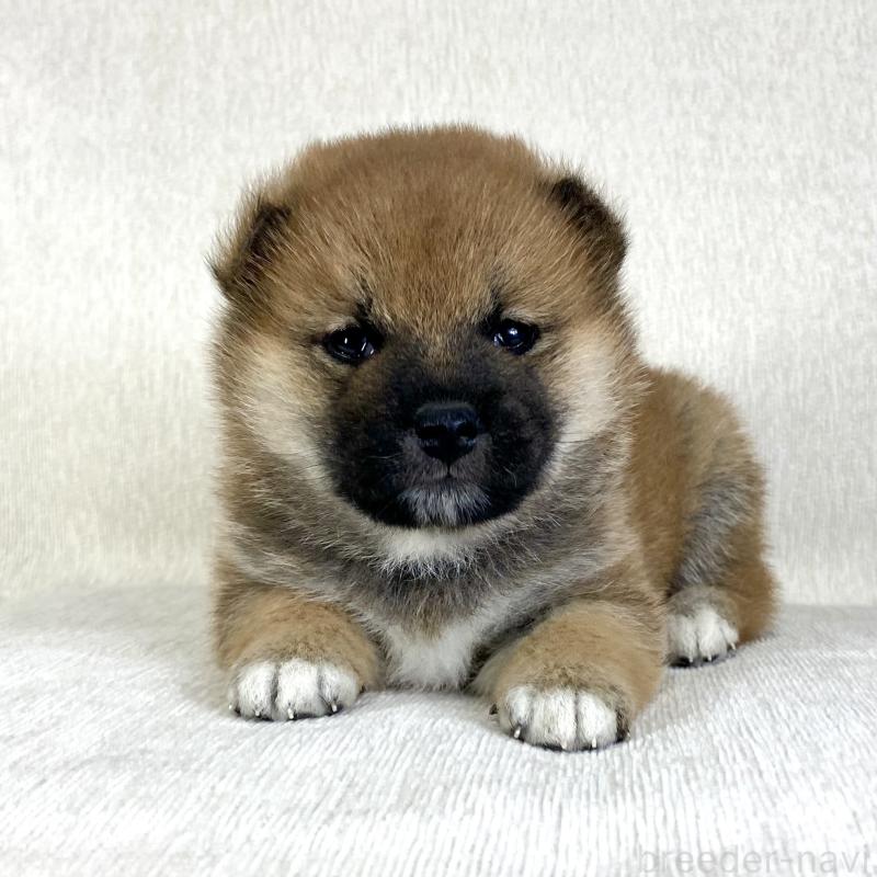 販売中の茨城県の柴犬-433851の1枚目