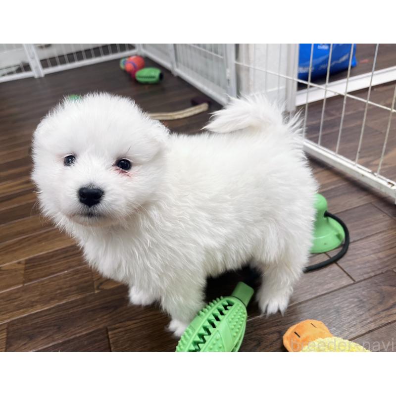 販売中の東京都のサモエド-433848の4枚目