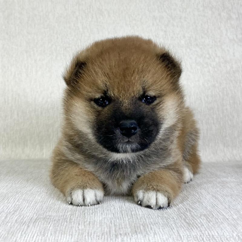 販売中の茨城県の柴犬-433851の9枚目