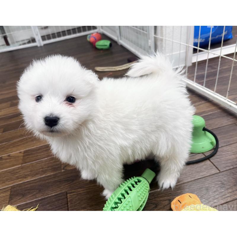 販売中の東京都のサモエド-433848の3枚目