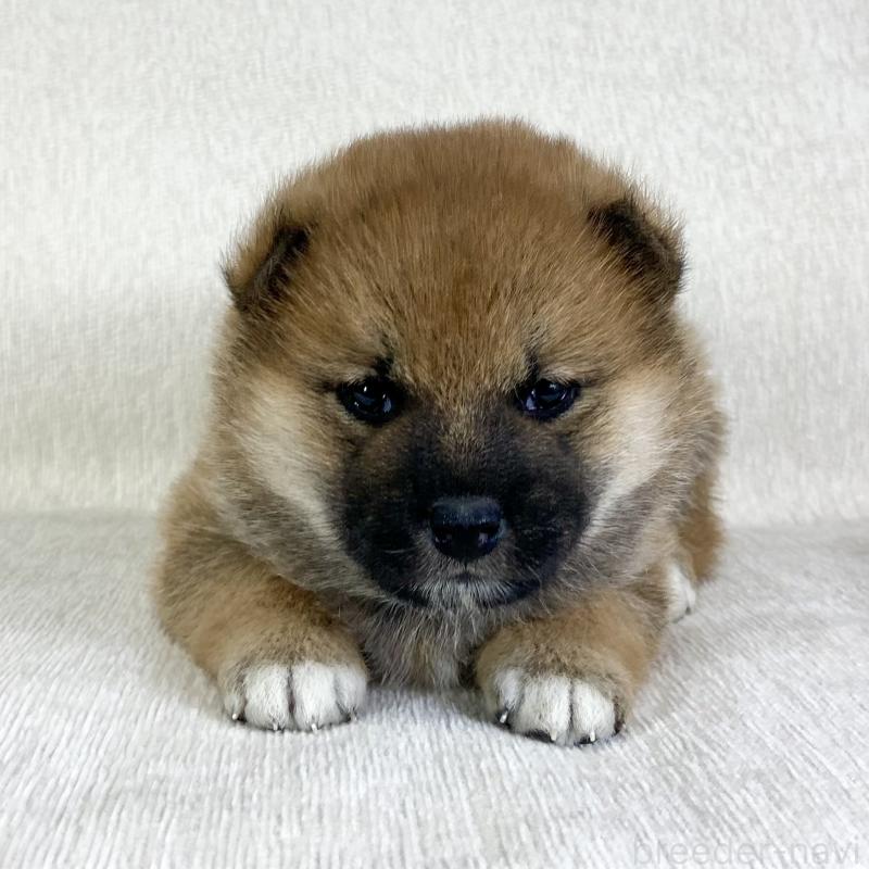 販売中の茨城県の柴犬-433851の8枚目