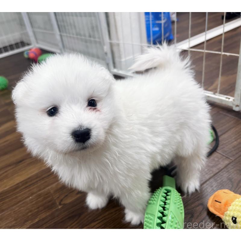 販売中の東京都のサモエド-433848の2枚目