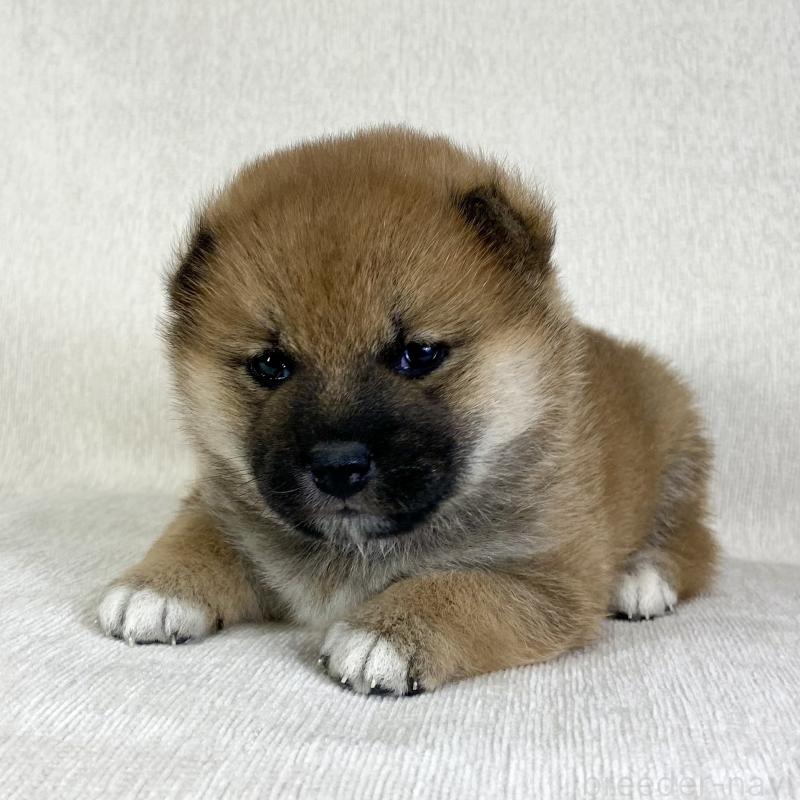 販売中の茨城県の柴犬-433851の7枚目