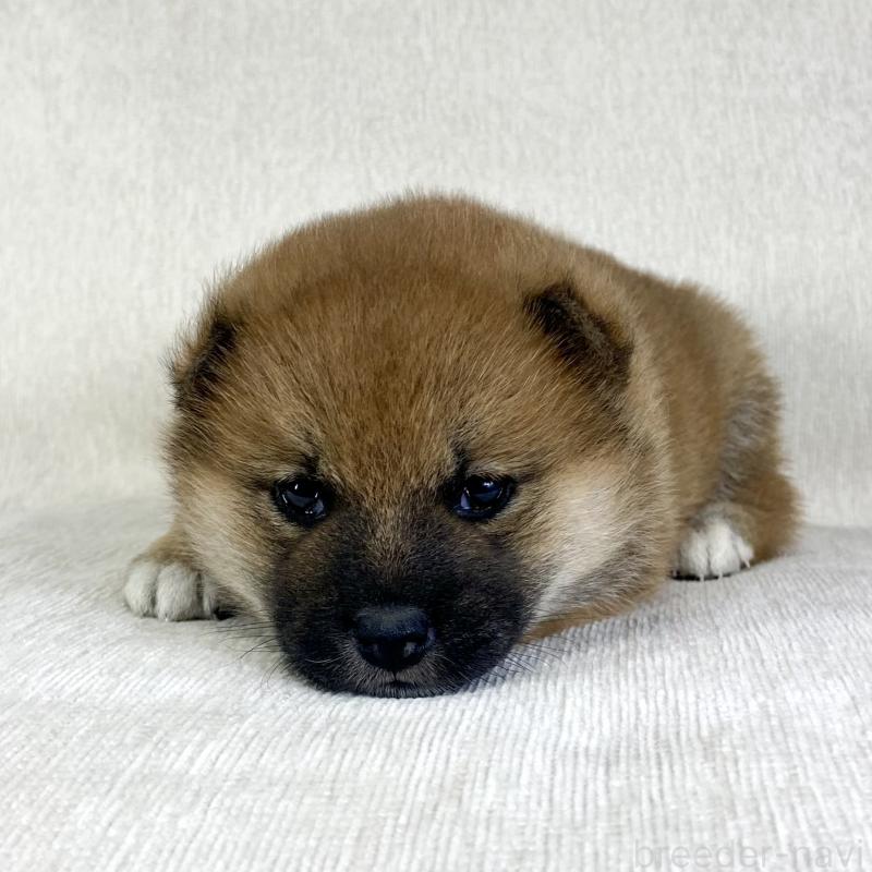 販売中の茨城県の柴犬-433851の6枚目