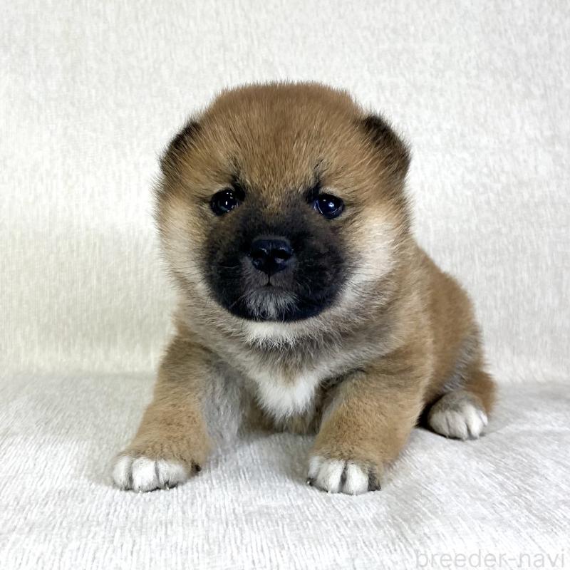 販売中の茨城県の柴犬-433851の5枚目