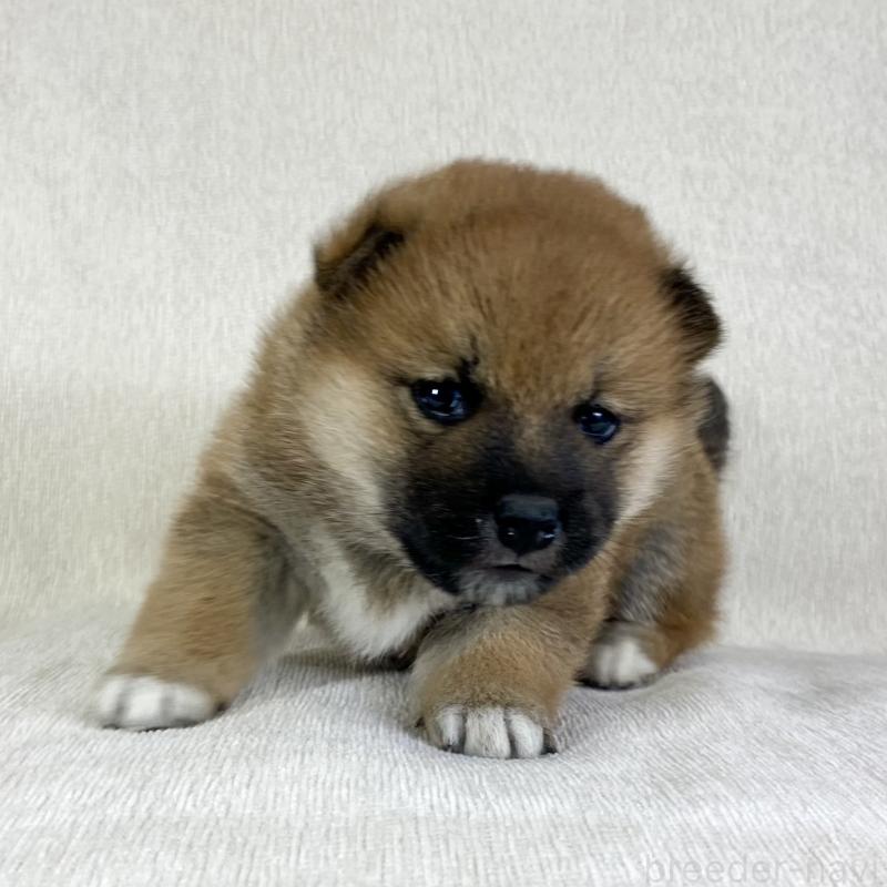 販売中の茨城県の柴犬-433851の4枚目