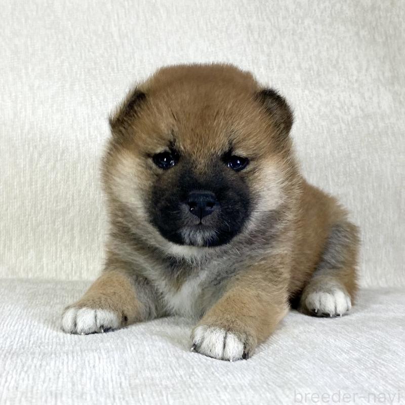 販売中の茨城県の柴犬-433851の3枚目