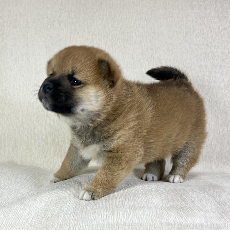 販売中の茨城県の柴犬-433851の2枚目