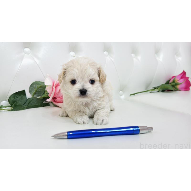 販売中の埼玉県のミックス犬-433849の11枚目