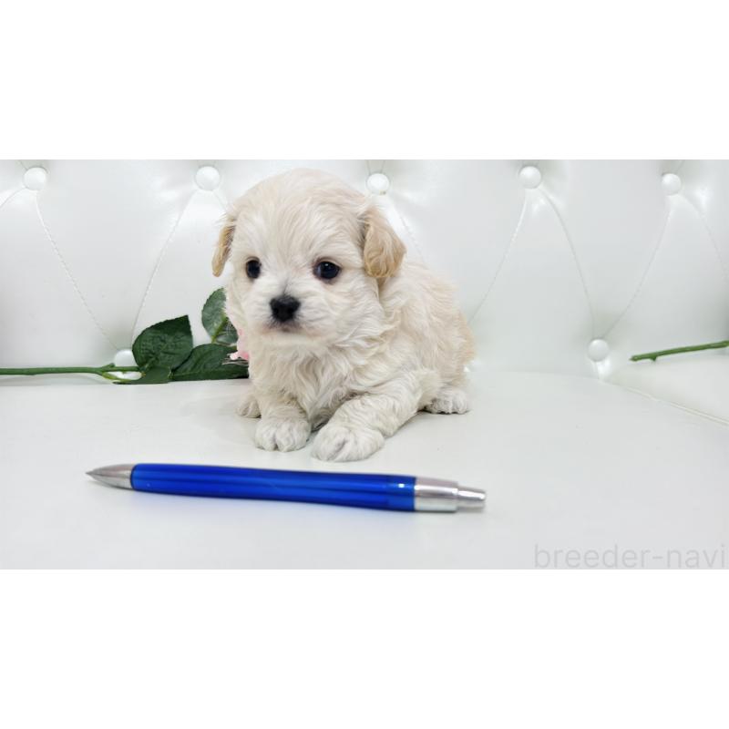 販売中の埼玉県のミックス犬-433849の10枚目