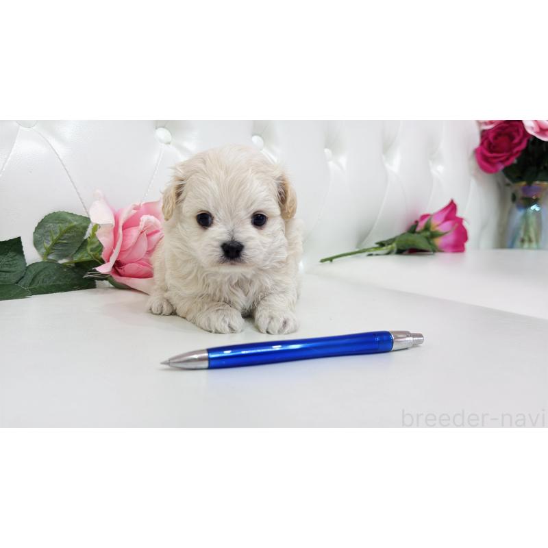 販売中の埼玉県のミックス犬-433849の9枚目