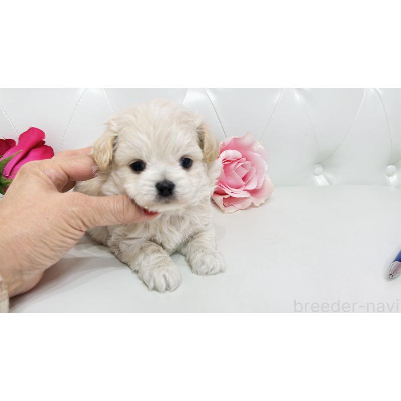 販売中の埼玉県のミックス犬-433849の7枚目