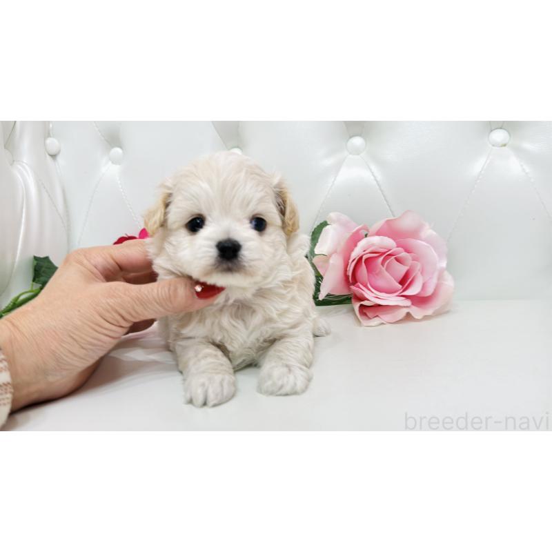 販売中の埼玉県のミックス犬-433849の6枚目