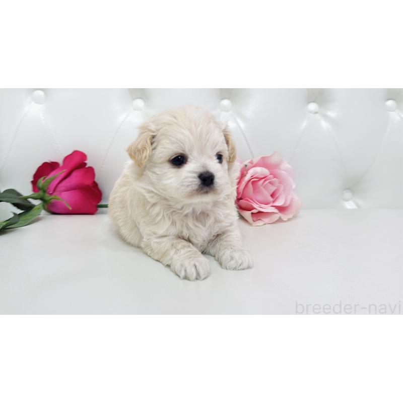 販売中の埼玉県のミックス犬-433849の4枚目